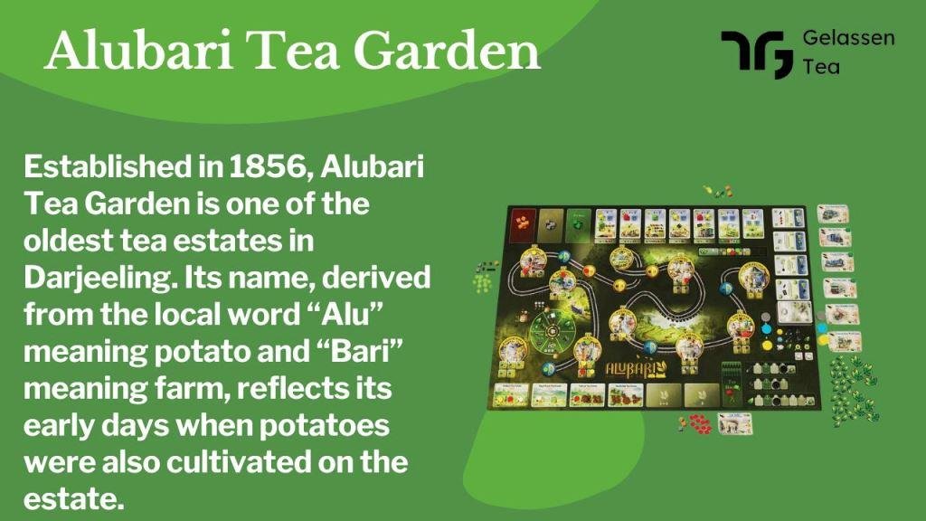Alubari Tea Garden: A Glimpse of Darjeeling Tea