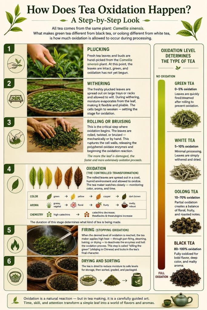 how does tea oxidation happen