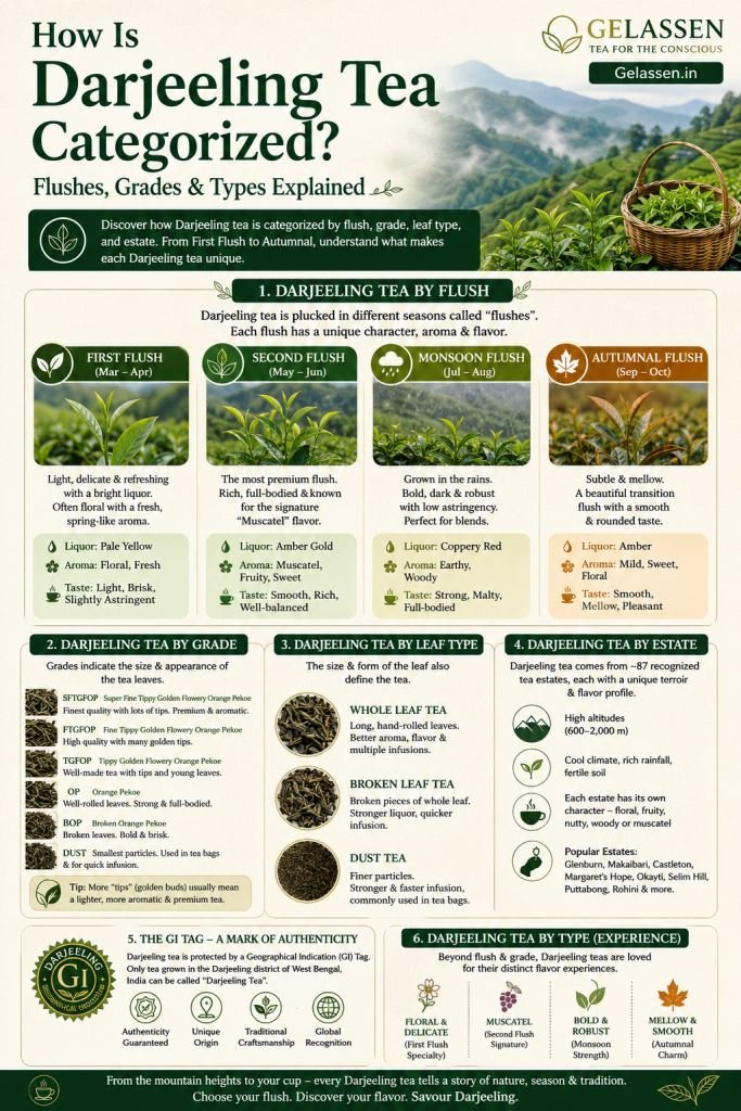 How Is Darjeeling Tea Categorised