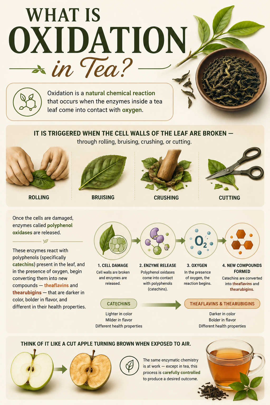 The Oxidation of Tea: The Ancient Science Behind Every Sip